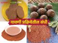 Ragi Processing नाचणी पासून कसे कराल पौष्टिक प्रक्रियायुक्त पदार्थ - Marathi News | How to make nutritious processed food from ragi | Latest agriculture News at Lokmat.com