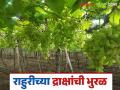 Draksh Bajar Bhav : यंदा सुरुवातीपासून शेवटपर्यंत द्राक्ष बाजारभाव टिकून राहण्याची शक्यता; वाचा सविस्तर - Marathi News | Draksh Bajar Bhav : Grape market prices are likely to remain stable from the beginning to the end this year; Read in detail | Latest agriculture News at Lokmat.com