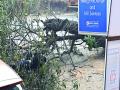 जीर्ण वृक्ष अंगावर कोसळून दुचाकीस्वार जखमी - Marathi News | Chronic tree collapsed with bicycle collapse | Latest raigad News at Lokmat.com