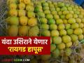 Raigad Hapus : रायगड हापूसची चव उशिराने चाखता येणार; जमिनीत ओलावा असल्याने यंदा आंब्याला मोहराची प्रक्रिया उशिराने - Marathi News | Raigad Hapus : Raigad Hapus can be tasted late; Due to the moisture in the soil, this year the process of ripening mangoes is delayed | Latest agriculture News at Lokmat.com
