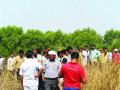 शहापूर-धेरंड कांदळवन क्षेत्रात चुकीचे भूसंपादन - Marathi News | Wrong land acquisition in the Shahpur-Dhirend Kandalvan area | Latest raigad News at Lokmat.com