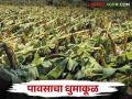 Crop Damage : परतीच्या पावसाने उडविली दाणादाण; शेतकऱ्यांच्या अडचणीत भर - Marathi News | Crop Damage : Returning rain Adding to the problems of farmers | Latest agriculture News at Lokmat.com