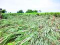 मुसळधार पावसाने दाणादाण!  - Marathi News | Heavy rain rains! | Latest buldhana News at Lokmat.com