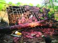 रायगडला अवकाळीचा फटका, आंबा, नारळ, काजू बागांचं नुकसान - Marathi News | Untimely hit Raigad, damage to mango, coconut and cashew orchards | Latest raigad News at Lokmat.com