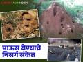 पावसाचे निसर्ग संकेत; वाचा निसर्गातील कोणकोणते सजीव कसे देतात पाऊस येण्याचे संकेत? - Marathi News | Natural signs of rain; Read How do living things in nature give signs of rain? | Latest agriculture News at Lokmat.com