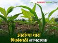 शेतकऱ्यांना दिलासा; आर्द्राचा पाऊस ठरतोय कोवळ्या पिकांसाठी लाभदायक - Marathi News | relief to farmers; Ardra nakshatra rain is beneficial for young crops | Latest agriculture News at Lokmat.com