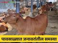 पावसाळ्यात जनावरांत कोणकोणते रोग येतात.. त्यावर हे करा सोपे उपाय - Marathi News | How to take care of livestock during rainy season? | Latest agriculture News at Lokmat.com