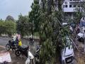 Sangli: मिरजेत वादळी वाऱ्यासह पावसाने झाडे कोसळली, विद्युत पुरवठा ठप्प; नागरिकांची तारांबळ  - Marathi News | Rain and storm in Miraj uprooted trees, disrupted electricity supply | Latest sangli News at Lokmat.com