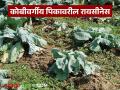 कोबीवर्गीय पिकांवरील रायसीनेस म्हणजे काय, नेमके कशामुळे होते, यावर उपाय काय करावा?  - Marathi News | Latest news What is raisinosis in brassica crops, what exactly causes and control see details | Latest agriculture News at Lokmat.com
