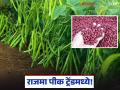 Rajma Cultivation : कमी खर्च, चांगला दर; राजमा पिकाची शेतात जोरदार एंट्री - Marathi News | latest news Rajma Cultivation: Low cost, good price; Rajma crop makes strong entry into the fields | Latest agriculture News at Lokmat.com