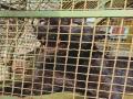 Ratnagiri: राजापुरात तारेत अडकलेल्या ब्लॅक पॅंथरची सुटका - Marathi News | Rescue of black panther trapped in wire in Rajapur | Latest ratnagiri News at Lokmat.com