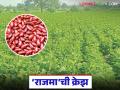 Rajma Cultivation : जमिनीचा पोत सुधारतोय; राजमाने दिला शेतकऱ्यांना नवा आधार - Marathi News | latest news Rajma Cultivation: Soil texture is improving; Rajma has given new support to farmers | Latest agriculture News at Lokmat.com