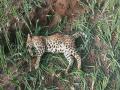 पुणे: राजुरी परिसरातील शेतात आढळला मृत बिबट्या - Marathi News | dead leopard found in rajuri area fear among the citizens aale phata | Latest pune News at Lokmat.com