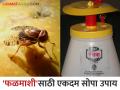 Amba Fal Mashi : आंब्यातील फळमाशीचा प्रादुर्भाव रोखण्यासाठी करा एकदम कमी खर्चाचा सोपा उपाय - Marathi News | Amba Fal Mashi : To prevent the infestation of fruit flies in mangoes, follow this simple and low-cost solution | Latest agriculture News at Lokmat.com