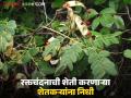 रक्तचंदनाच्या शेतकऱ्यांसाठी 55 लाख रुपयांचा निधी जारी, कशी असते रक्तचंदनाची शेती?  - Marathi News | Latest News Raktachandan Sheti Fund of Rs 55 lakh released for sandalwood farmers of tamilnadu | Latest agriculture News at Lokmat.com