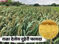 Rala Crop Farming : खडकाळ जमिनीत लाखोंचा नफा; राळा ठरतोय शेतकऱ्यांचा ‘स्मार्ट’ पर्याय - Marathi News | latest news Rala Crop Farming: Profits worth lakhs in rocky soil; Rala is becoming a ‘smart’ option for farmers | Latest agriculture News at Lokmat.com