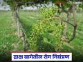 थंडीमुळे द्राक्ष बागेवर परिणाम अन् द्राक्षघडावर भुरी रोग, कसा कराल उपाय?  - Marathi News | Latest news Cold weather affects vineyards and brown spot disease on grapes, how to treat it? | Latest agriculture News at Lokmat.com