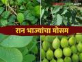 Ranbhajya आला पावसाळा, खा आरोग्यवर्धक रानभाज्या - Marathi News | Monsoon has come, eat healthy wild vegetables | Latest agriculture News at Lokmat.com