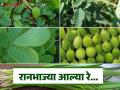 Ranbhaji : मान्सून आधीच पावसाळी रानभाज्यांची बाजारात रेलचेल; माहीतगार खवय्यांची झुंबड - Marathi News | Ranbhaji: Monsoon will already bring a flood of wild vegetables to the market; A crowd of knowledgeable gourmets | Latest agriculture News at Lokmat.com