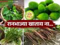 Ranbhajya: पावसाळ्यात रानभाज्यांची जादू; चवीबरोबरच 'या' रानभाज्यांचा आरोग्यालाही मोठा फायदा - Marathi News | Ranbhajya : The magic of wild vegetables during the monsoon; Along with their taste, these wild vegetables also have great health benefits | Latest agriculture News at Lokmat.com