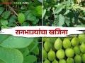 ना लागवड, ना खत, ना मशागत कशा येतात एवढ्या पौष्टिक भाज्या - Marathi News | No planting, no fertilizer, no cultivation how come nutritious vegetables | Latest agriculture News at Lokmat.com