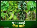 Ranbhaji Bajar : रानभाज्यांचे संवर्धन आणि विविधता जपणारा पालघरचा रानभाजी बाजार - Marathi News | Ranbhaji Bajar : Palghar's wild vegetable market that preserves the conservation and diversity of wild vegetables | Latest agriculture News at Lokmat.com