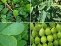 बुलडाणा जिल्ह्यात रानभाज्या महोत्सवाचे आयोजनच नाही - Marathi News | There is no Forest Vegetables festival in Buldana district | Latest buldhana News at Lokmat.com