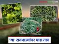 Ranbhajya : बाजारात आलेल्या 'या' आरोग्यवर्धक रानभाज्यांवर यंदा नक्की मारा ताव - Marathi News | Ranbhajya : Be sure to try these healthy wild vegetables that have hit the market this year | Latest agriculture News at Lokmat.com