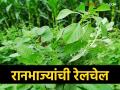 या आहेत टॉप फाईव्ह रानभाज्या ज्या आहेत सर्वगुणसंपन्न - Marathi News | Here are the top five wild vegetables that are all-rounders | Latest agriculture News at Lokmat.com