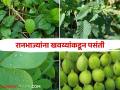 Naturally grown wild vegetables are nutritious : नैसर्गिकरित्या पिकवलेल्या रानभाज्या गुणकारी - Marathi News | Naturally grown wild vegetables are nutritious | Latest agriculture News at Lokmat.com