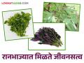 Raan bhaji : पावसाळ्यात रानभाज्या खा; आरोग्य सुधारा - Marathi News | Raan bhaji : Eat raan bhaji during monsoons; Improve health | Latest agriculture News at Lokmat.com