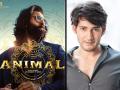 रणबीर कपूरआधी महेश बाबूला होती 'ॲनिमल'ची ऑफर? दिग्दर्शकाचा मोठा खुलासा, म्हणाले, "मी त्याला..." - Marathi News | did mahesh babu rejected animal movie before ranbir kapoor director sandeep vanga reacted | Latest filmy News at Lokmat.com