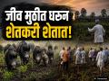 'अचानक कळप आला अन् झडप घातली!; बालाघाट डोंगररांगांत रानडुकरांचे थैमान; ६ शेतकरी जखमी - Marathi News | Panic in Balaghat Range! Wild Boar Terror in Kaij: 6 Farmers Injured in Brutal Attack; 1 Critical | Latest beed News at Lokmat.com