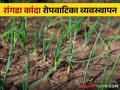 Onion Nursery Management : रांगडा कांदा रोपवाटिकेचे व्यवस्थापन कसे कराल? वाचा सविस्तर - Marathi News | Latest News Onion Nursery Management how to manage onion nursery see details | Latest agriculture News at Lokmat.com
