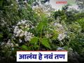 Ranmodi : गाजरगवत, चुबूक काटा व घाणेरीनंतर आलंय हे नवीन तण; शेतकऱ्यांपुढे नवी डोकेदुखी   - Marathi News | Ranmodi : After parthenium, chubuk kata and lantana, this new weed has arrived; a new headache for farmers | Latest agriculture News at Lokmat.com