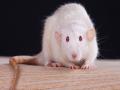 पिंपरी-चिंचवड महापालिका घेणार १६३ रुपयाला एक उंदीर - Marathi News | Pimpri Chinchwad Municipal Corporation will buy a rat for 163 rupees | Latest pimpri-chinchwad News at Lokmat.com
