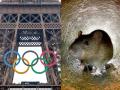 ऑलिम्पिक: क्रीडाग्राममध्ये सर्वत्र उंदरांचा सुळसुळाट; खेळ बाजुला राहिला, पकडा पकडी सुरु - Marathi News | Olympics: Rats are everywhere in the sports village; Game aside, catching started in paris | Latest other-sports News at Lokmat.com