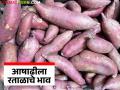 आषाढी एकादशी निमित्ताने रताळ्याची आवक सुरू; कसा मिळतोय दर? - Marathi News | Sweet potato arrivals begin on the occasion of Ashadhi Ekadashi; How are you getting the price? | Latest agriculture News at Lokmat.com