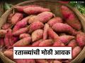 महाशिवरात्रीनिमित्त पाच हजार पोती रताळ्यांची आवक; वाचा कोणत्या रताळ्याला काय मिळतोय दर? - Marathi News | Five thousand bags of sweet potatoes arrive on the occasion of Mahashivaratri; Read what price each sweet potato is getting? | Latest agriculture News at Lokmat.com
