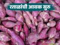 महाशिवरात्र निमित्ताने रताळ्याची आवक सुरु; वाचा गावरान रताळीला कसा मिळतोय दर? - Marathi News | Sweet potato arrivals begin on the occasion of Mahashivratri; Read: How is the price of Gavran sweet potato getting? | Latest agriculture News at Lokmat.com