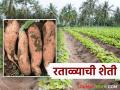 Sweet Potato farming : लोणगाव बनले रताळे पिकाचे आगार; यंदा ९० टक्के शेतकऱ्यांचा लागवडीकडे कल - Marathi News | Sweet Potato farming : Longgaon has become a hotbed for sweet potato crop; This year 90 percent of farmers are inclined towards cultivation | Latest agriculture News at Lokmat.com