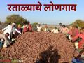 Sweet Potato Farming: कमी खर्चात लाखोंची कमाई करण्याचे तंत्र लोणगावच्या शेतकऱ्यांनी केले आत्मसात वाचा सविस्तर - Marathi News | Sweet Potato Farming: Latest news Longaon farmers have mastered the technique of earning lakhs at low cost. Read in detail | Latest agriculture News at Lokmat.com