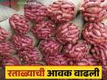चाकण बाजारात कर्नाटकहून ६० टन रताळ्याची झाली आवक; कसा मिळतोय दर - Marathi News | 60 tons of sweet potato arrived in Chakan market from Karnataka How is the price getting? | Latest agriculture News at Lokmat.com