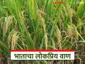 कोकण कृषी विद्यापीठ विकसित भाताचा हा वाण ठरतोय सगळ्यात पॉप्युलर; जाणून घ्या सविस्तर - Marathi News | This variety of paddy developed by Konkan Agricultural University is becoming the most popular; know the details | Latest agriculture News at Lokmat.com