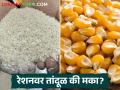 रेशनवर नक्की तांदूळ मिळणार की मका? कोणत्या कार्डधारकांना मिळणार किती धान्य? - Marathi News | Will I get rice or maize on ration? Which card holders will get how much grain? | Latest agriculture News at Lokmat.com