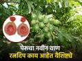 कृषि विज्ञान केंद्र, बारामती यांच्या पेरू वाणाला पेटंट मिळाले - Marathi News | Guava variety patent by Krishi Vigyan Kendra, Baramati | Latest agriculture News at Lokmat.com