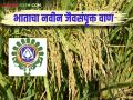 Biofortified Rice : मधुमेहींसाठी खुशखबर; कोंकण कृषी विद्यापीठाने आणली भाताची ही नवीन बायोफोर्टिफाईड जात - Marathi News | Biofortified Rice : Good news for diabetics; Konkan Agricultural University has introduced this new biofortified variety of rice | Latest agriculture News at Lokmat.com