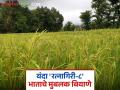 भाताची रत्नागिरी-८ ही जात होतेय पॉप्युलर; यंदा कोकण कृषी विद्यापीठात तिप्पट बियाणे उत्पादन - Marathi News | Ratnagiri-8 rice variety is popular; This year, seed production at Konkan Agricultural University tripled | Latest agriculture News at Lokmat.com