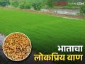Paddy Variety कोकण कृषी विद्यापीठ विकसित या भात बियाण्याची तब्बल १५० टन विक्री; काय आहेत याची वैशिष्ट्ये - Marathi News | Paddy Variety Sales of 150 tones of paddy seeds developed by Konkan Krushi Vidaypeeth; What is the features of Variety? | Latest agriculture News at Lokmat.com