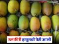 आंब्याची आवक सुरु; रत्नागिरी हापूसला उच्चांकी भाव, प्रति डझन कसा मिळाला दर? - Marathi News | Mango arrivals begin; Ratnagiri Hapus gets highest price, how did the price per dozen get? | Latest agriculture News at Lokmat.com